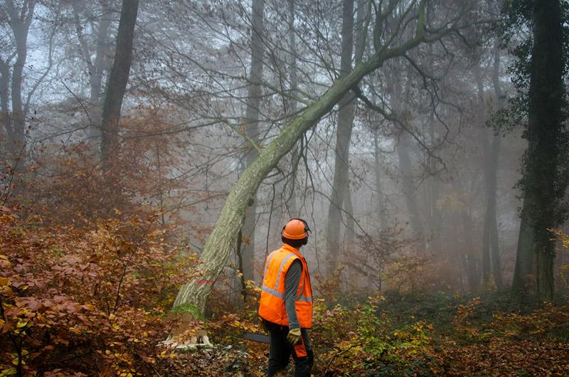 Felling in misty beech woodland
