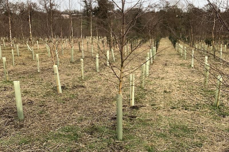 New tree planting with guards